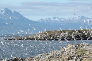 Islands of Birds