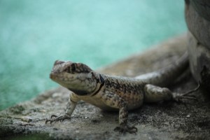 Lizard on Sugar Loaf
