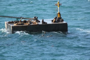 Seals playing on a dock