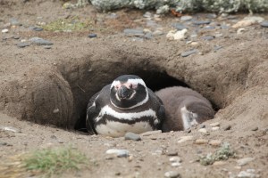 Penguin at home