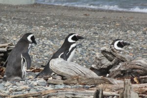 Penguins Heading to the beach