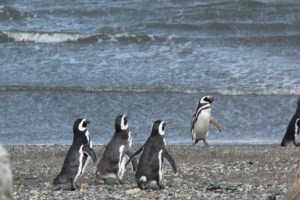 Penguins Surf''s Up!