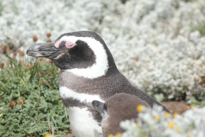 Penguin taking a nap