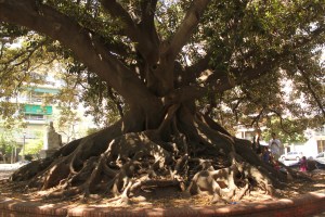 Large tree in Buenos Aires