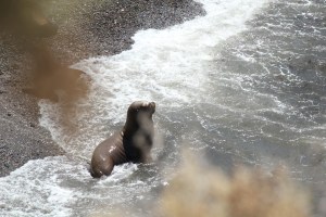 Sea lion catching some waves