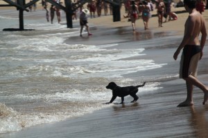 Puppy at the beach