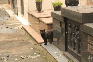Cat in cemetery in Sao Paulo