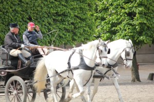 Horses from the Royal Stables