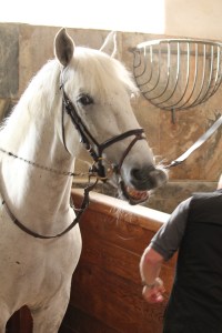 One of the Royal Horses saying hello!