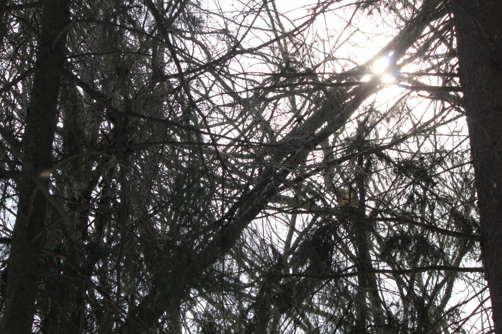 sun peaking through the branches