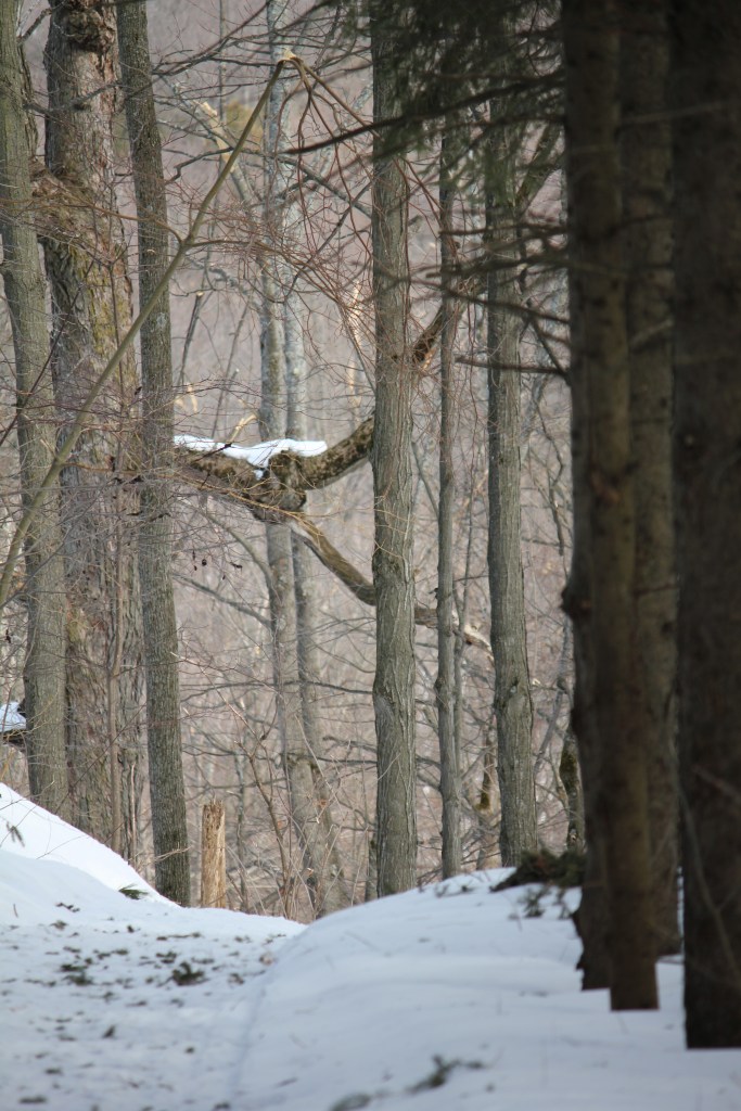 Trees forming a gateway