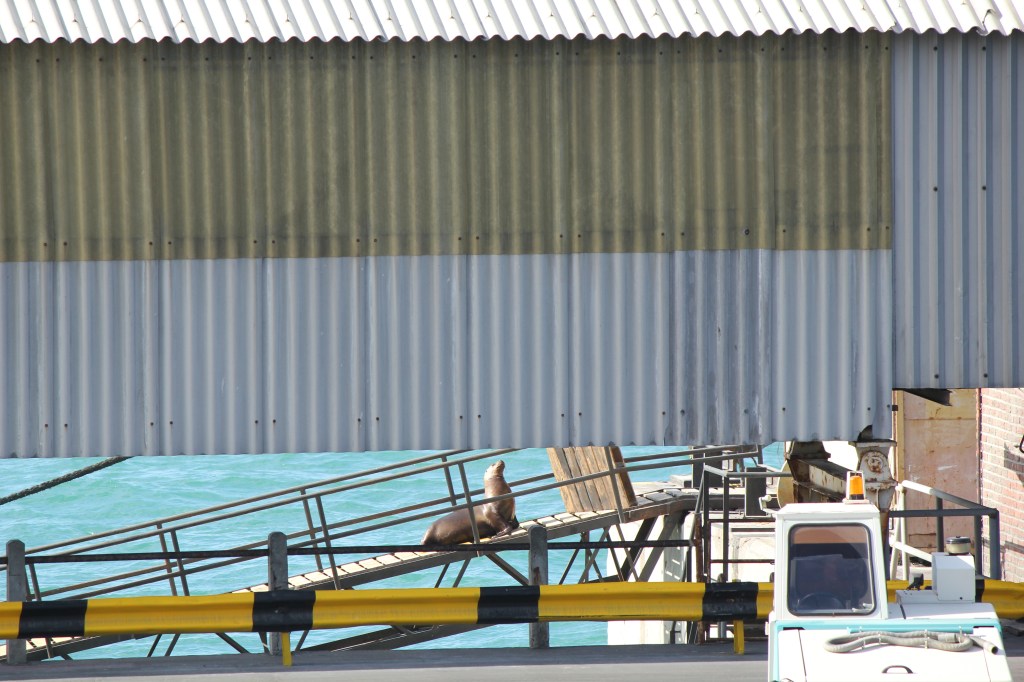 Unauthorized passenger boarding ship in Puerto Arenas, Argentina