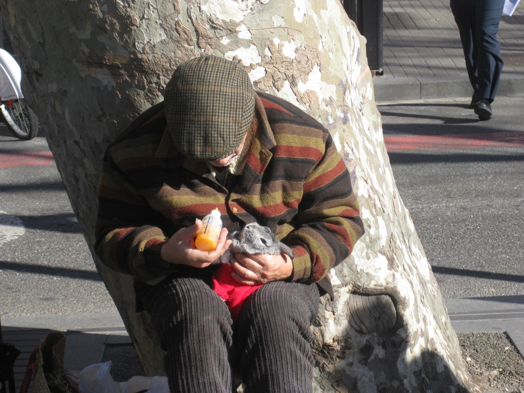 Man with pet rabbit on Las Ramblas