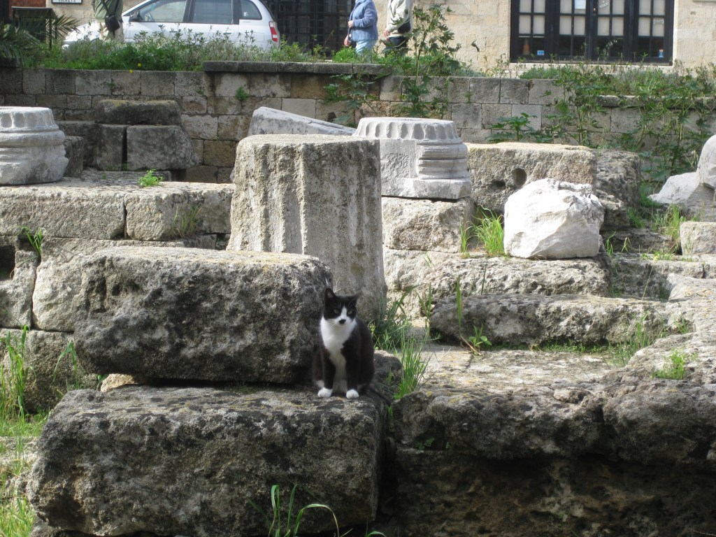Temple cat