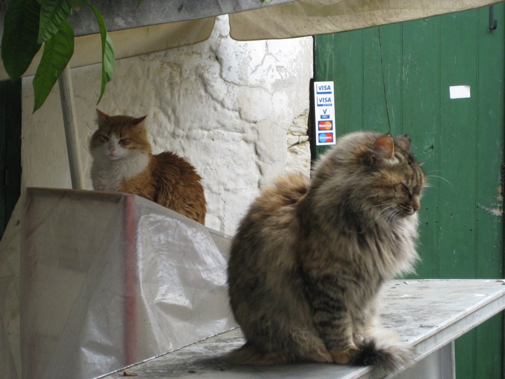 Village cats in Cyprus