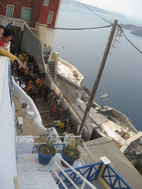 Donkeys waiting to go down the stairs