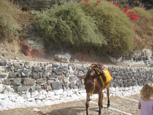 Donkey heading straight for me!