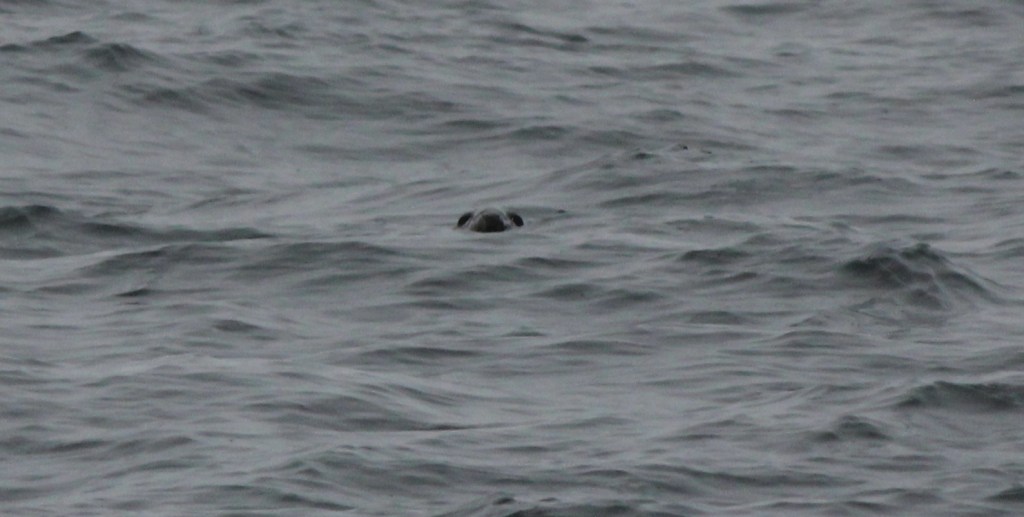 Seal photo-bombing my sea shot!