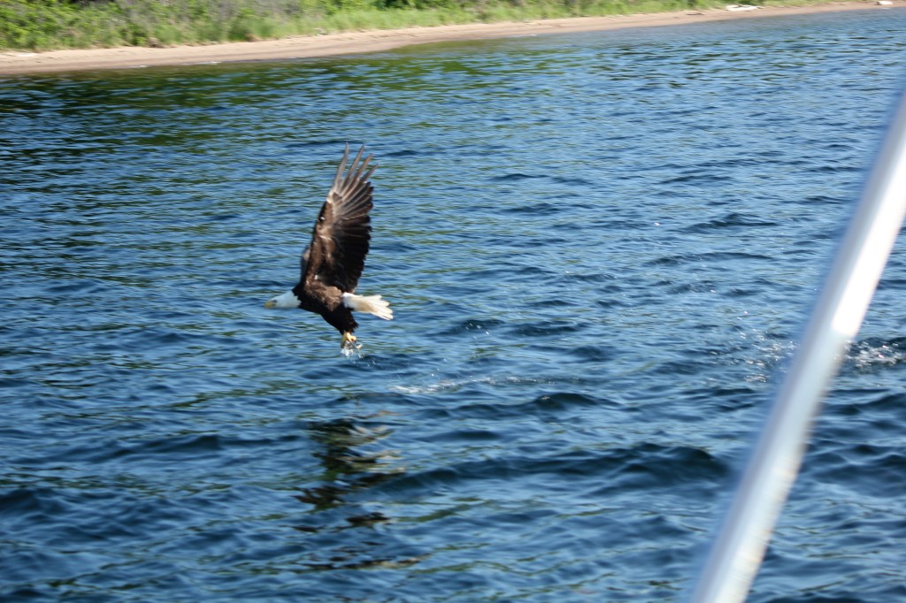 Eagle at Bras d'Or
