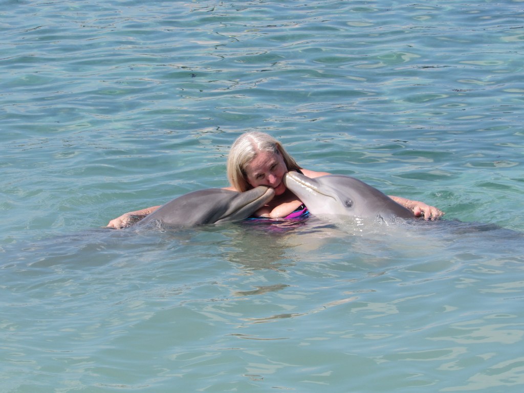 D is for&nbsp;Dolphins