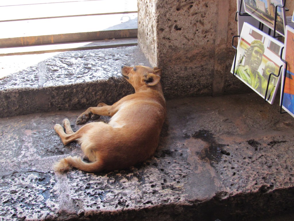 "Guard dog" at Fortress Morro, Santiago de Cuba