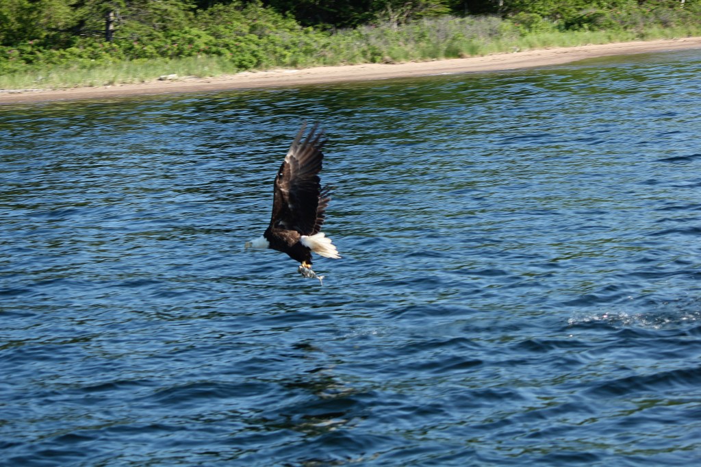 W is for&nbsp;Wildlife